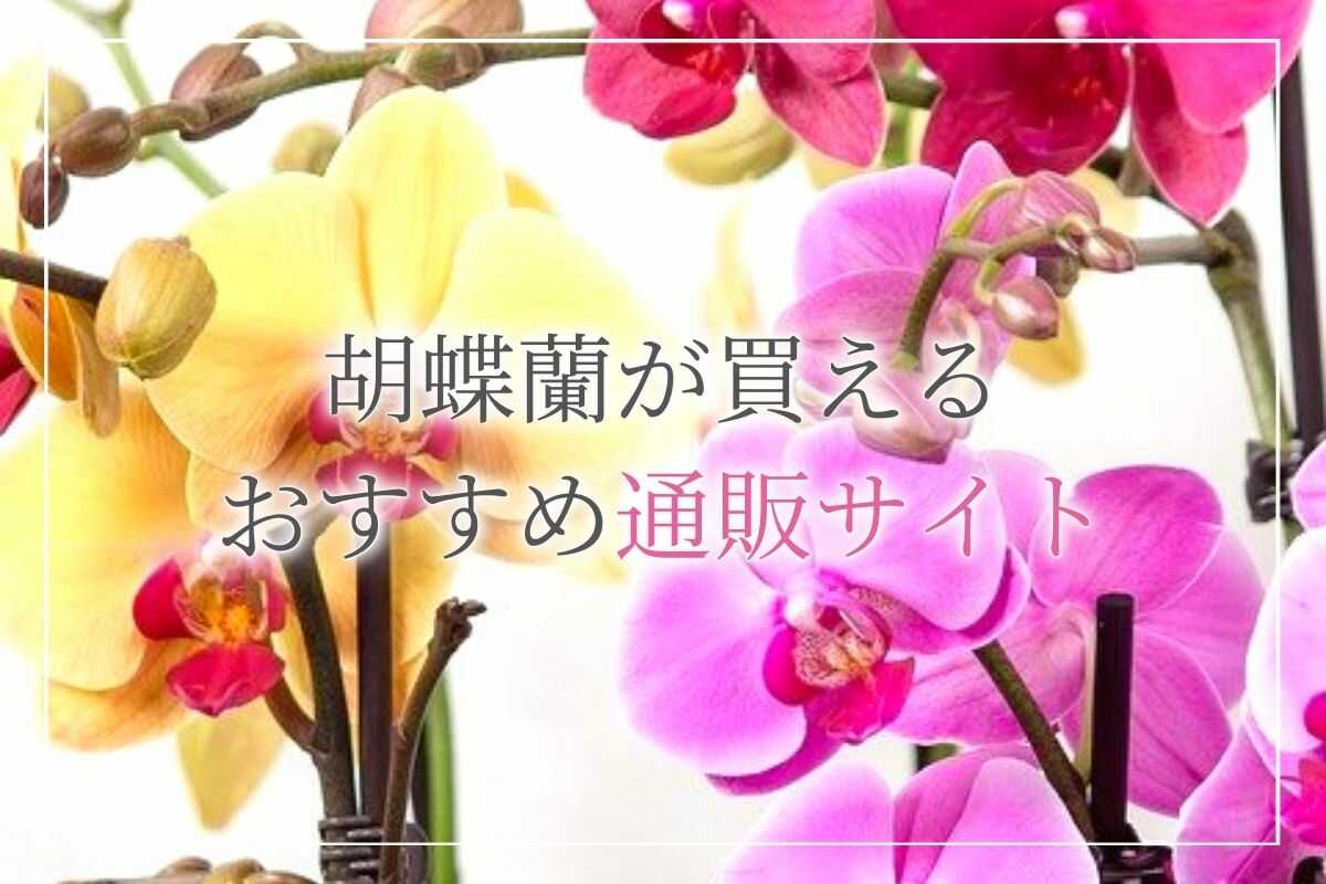 お祝いに贈る胡蝶蘭が買えるおすすめの通販サイトランキング！産地直送の胡蝶蘭を買えるサイトや、レンタルできるサイトについてもご紹介します